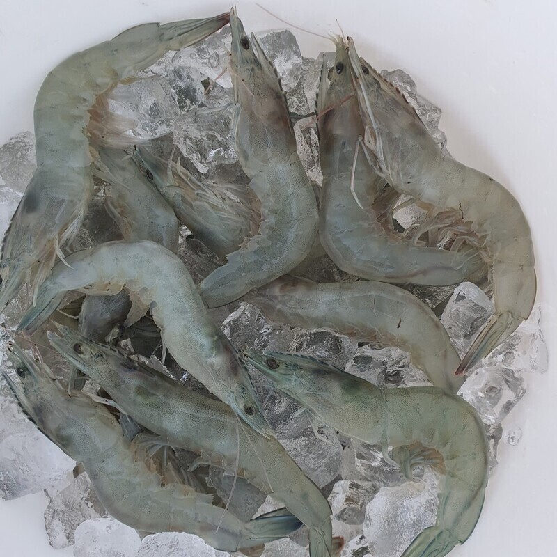 강원더몰,[서희수산] 흰다리새우(500g,16~18마리,강원도 고성)